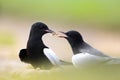 Pair of White-winged Black Tern birds on grassy wetlands during