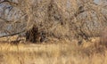 Pair of Whitetail Bucks in Fall Royalty Free Stock Photo