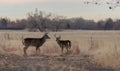 Pair of Whitetail Bucks in the Rut in Colorado Royalty Free Stock Photo