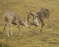 Pair of Whitetail Deer Bucks clash antlers