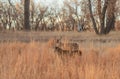 Pair of Whitetail Deer Bucks in Fall Royalty Free Stock Photo