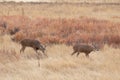 Pair of Whitetail Deer Bucks in the Fall Rut Royalty Free Stock Photo