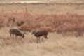 Pair of Whitetail Deer Bucks in the Fall Rut Royalty Free Stock Photo