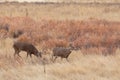 Whitetail Deer Bucks in Fall Royalty Free Stock Photo