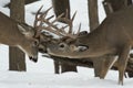 Pair of whitetail Deer