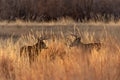 Pair of Whitetail Deer Bucks Royalty Free Stock Photo