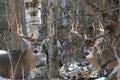 Pair of Whitetail Deer Bucks Pose Together During December Winter Royalty Free Stock Photo