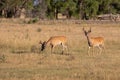 Pair of Whitetail Deer Bucks in Velvet in Colorado Royalty Free Stock Photo