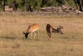 Pair of Whitetail Deer Bucks in Velvet Royalty Free Stock Photo