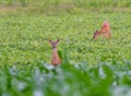 Pair of whitetail deer eating in field Royalty Free Stock Photo