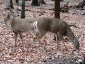 Pair of Whitetail Deer in the Forest in February