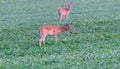 pair of whitetail deer in green field Royalty Free Stock Photo