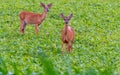 Two whitetail deer standing in farm field Royalty Free Stock Photo