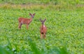 Pair of whitetail deer standing in farm field Royalty Free Stock Photo