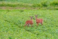 pair of whitetail red in green plants in field Royalty Free Stock Photo
