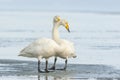 Pair of whooper swan, Cygnus cygnus