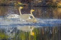 Pair of whooper Swan landing on lake Royalty Free Stock Photo