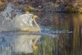 Pair of whooper Swan landing on lake Royalty Free Stock Photo