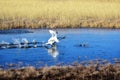 A pair of whooper swans Cygnus cygnus take off in the middle of the lake in early spring. Royalty Free Stock Photo