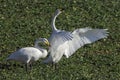 A pair of whooper swans, Cygnus cygnus, in winter on a field Royalty Free Stock Photo