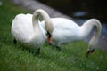 Pair of whooper swans Royalty Free Stock Photo