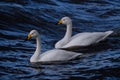 Two Whooper Swans on Deep Blue Waves