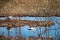 A pair of whooper swans on a remote forest lake Royalty Free Stock Photo