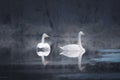 Pair of whooper swans swimming in a lake Royalty Free Stock Photo