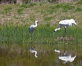 Pair of Whooping Cranes Royalty Free Stock Photo