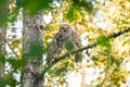 Pair of wild adult barred owls in a woodland tree