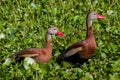 A Pair of Wild Black-bellied Whistling Ducks (Dendrocygna autumnalis) Feeding in the Water Hyacinth.