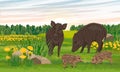 A pair of wild boars with piglets in a meadow with blooming dandelions