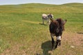 Pair of Wild Burros Ambling Across a Field