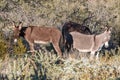 Pair of Wild Burros in the Arizona Desert Royalty Free Stock Photo