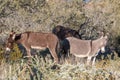 Pair of Wild Burros in the Arizona Desert Royalty Free Stock Photo