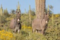 Pair of Wild Burros in the Arizona Desert Royalty Free Stock Photo