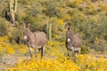 Pair of wild burros in the desert Royalty Free Stock Photo