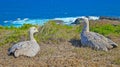 Pair of wild cape barren geese in australia