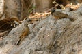 Cinnamon-breasted Buntings in Arabia Royalty Free Stock Photo