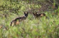 Pair of Wild Coyotes Royalty Free Stock Photo