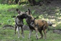 A pair of wild dogs playing with each other