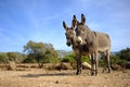 Pair of wild donkeys in Sardinia