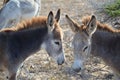 Pair of Wild Donkeys Together in Aruba Royalty Free Stock Photo