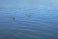 Pair of wild duck floats on water surface