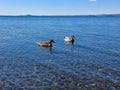 A pair of wild ducks floats on the blue lake. Royalty Free Stock Photo