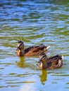 Two wild brown cute ducks swimming together, close-up Royalty Free Stock Photo