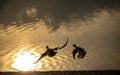 Pair of wild ducks flying off the jarun lake beach during sunset Royalty Free Stock Photo
