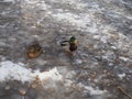 A pair of wild ducks on the ice frozen pond. Wild animal