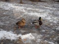 A pair of wild ducks on the ice frozen pond. Wild animal