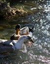 A pair of wild ducks in the lake Royalty Free Stock Photo